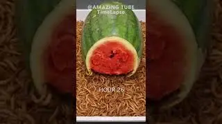 10.000 Worms VS Watermelon