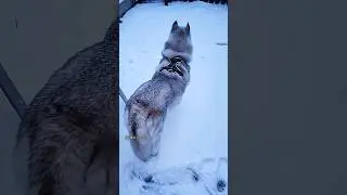 I don't think the snow belongs in here... #Shorts #husky #siberianhusky #dog #lifewithahusky