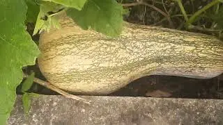 Mostrando como já está a plantação de aipim aqui no sítio Paraíso..