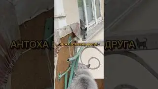 АНТОХА ВСТРЕТИЛ ДРУГА 🐈‍⬛☺️ #котантоха соседский кот