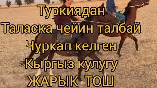 Тарыхый ТУЛПАР ЖАРЫК ТОШ