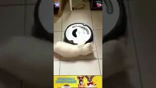 приколы с животными, веселые коты и собаки