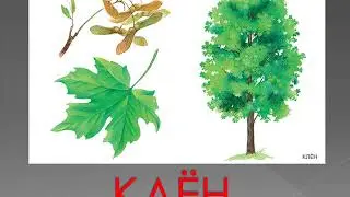 6.04-10.04 Деревья 1 неделя