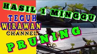 HASIL 1 MINGGU PRUNING ANGGUR..❤️❤️#durianlokal #anggurbanana