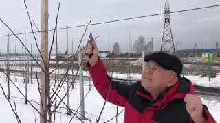 Формировка молодых деревьев в ООО "Агрофирма"СадМашСервис"