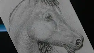 Рисуем лошадь карандашом  Ein Pferd zeichnen lernen