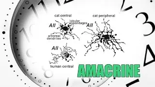 Amacrine Cells [ Sub - ENG ] - Retina part 7