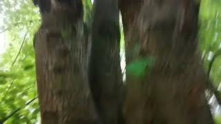 молния ударила в дерево