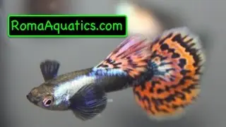 Platinum Mosaic Dumbo (Big Ear) Guppy Unboxing from Aquabid - RomaAquatics.com 🆒
