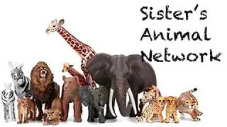 Sister Animal Network - All About Sloths