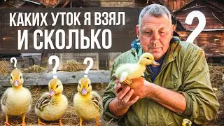 Утки сезон 2024: каких уток я взял и сколько?! 