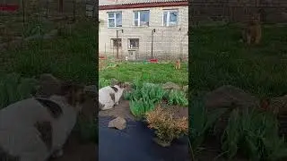 Мурчик и Рыжик 