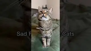 Saddest facts known about cats