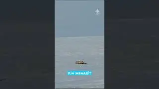 Борьба. Сурок. Куница. Корсак