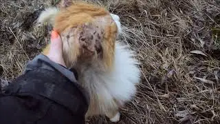 Новый житель Просто-Ладозино. Флинт