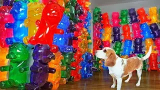 Dog Finds Secret Room Made of Giant Gummy Bears! Dog Gets HUGE Gummy Bear Surprise!