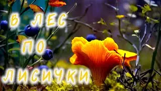 Тихая охота. Грибной сезон. Лисички и не только. Рыбалка и туризм в Карелии.