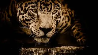 Jaguars: Fascinating facts about this Marvellous creature