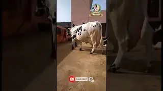 AMAZING 55 KG MILK RECORD HOLDER CHAMPION COW | HIGHEST MILKING COW | HF cows. Hf नस्ल की गाय |