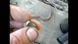 Всяка  всячина 10