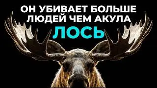Moose are smarter than you think. And more dangerous than you think.