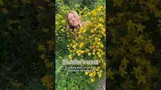 🌼 St John’s wort oil is one of the best remedies for burns, bruises and scars #foraging #bushcraft