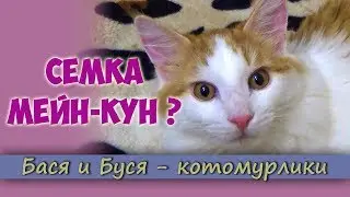 Semyon Maine Coon? Just a big cat or is the cat a Maine Coon? | Basabose