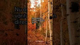 Citate Motivationale. Inspiratie. Succes