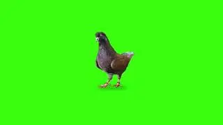 Green screen 🕊 Pigeon | Footage | Video background | Download |№243