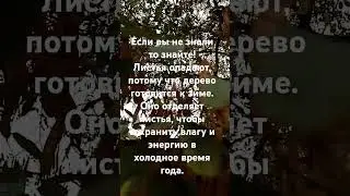 #природа #растения #интересно