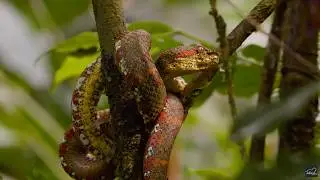 Face au redoutable serpent fer de lance