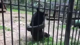 Мишка Томи:))) Смешное видео, видео прикол:)
