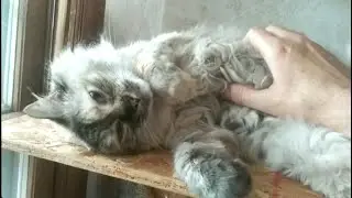 Getting to Know Foster Kitty Wednesday