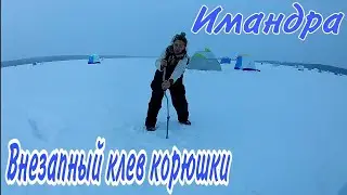 Озеро Имандра. Поймал сига. Ничто не предвещало такого клева корюшки. Танец жены с ледобуром.