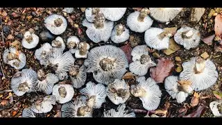 HYGROPHORUS  MARZUOLUS ENERO 2019