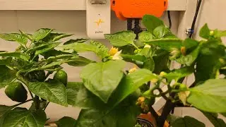 Twitch Plays IRL Gardening Simulator.  Pepper plants