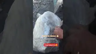 Большая Посылка 