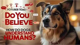 Do you believe - How do dogs understand humans?