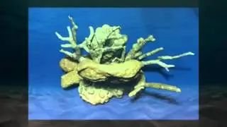 Jurasic corals