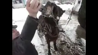 Даже Кони пьют МОНСТР !!!Любимый напиток коня по кличке Красавчик