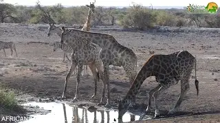 How Do Giraffes Drink Water?