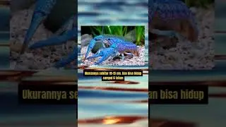 Udang Biru Beracun? | [Viral & Tersembunyi] 