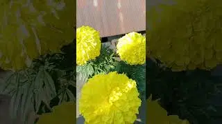 Beauty of Nature