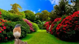beautiful nature background video // Natural background hd video download
