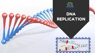 Various steps involved in the DNA replication process by Learneasytutorial