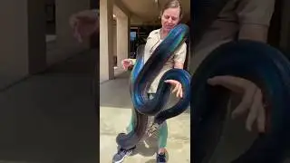 Rainbow Python 🐍 #reptile #animal #snake