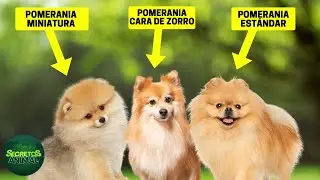 6 Different Types of Pomeranians: Which One Is Right for You?