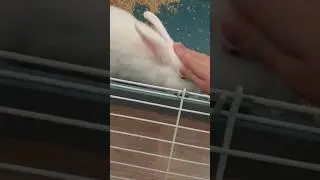 Мой любимый Снежок 🐇❤️ 