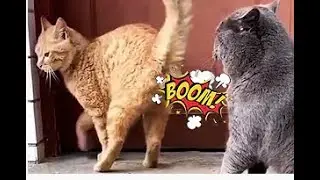 Riendo con los momentos más divertidos e inquietantes  Gato y perro # 6 Divertidos TV !