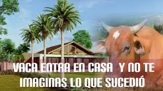 VACA ENTRA EN UNA CASA Y MIRA LO QUE SUCEDIO ALLÍ